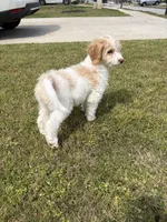 Everest , a female Goldendoodle for sale in Peachtree City, GA – Photo 2 of 8