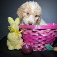 Everest , a female Goldendoodle for sale in Peachtree City, GA – Photo 3 of 8