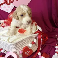 Everest , a female Goldendoodle for sale in Peachtree City, GA – Photo 7 of 8
