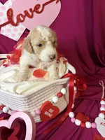 Everest , a female Goldendoodle for sale in Peachtree City, GA – Photo 2 of 3