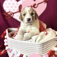 Everest , a female Goldendoodle for sale in Peachtree City, GA – Photo 6 of 8