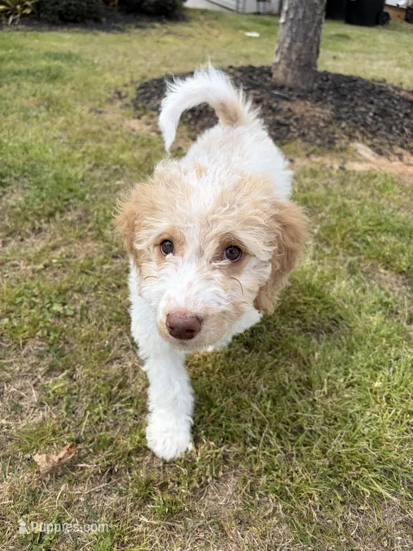 Everest  – Goldendoodle puppy for sale in Peachtree City, GA