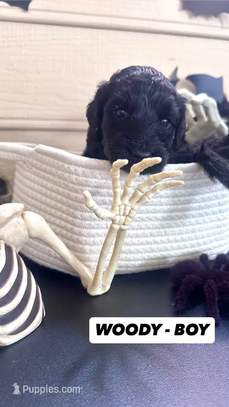 Woody  – Goldendoodle puppy for sale in Peachtree City, GA
