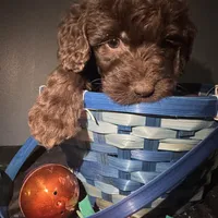 Rumble , a male Goldendoodle for sale in Peachtree City, GA – Photo 3 of 5