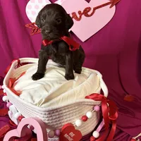 Rumble , a male Goldendoodle for sale in Peachtree City, GA – Photo 5 of 5