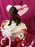 Rubble , a male Goldendoodle for sale in Peachtree City, GA – Photo 2 of 2