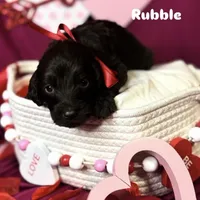 Rumble , a male Goldendoodle for sale in Peachtree City, GA – Photo 4 of 5