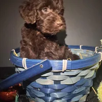 Rumble , a male Goldendoodle for sale in Peachtree City, GA – Photo 1 of 5