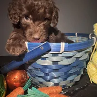 Rumble , a male Goldendoodle for sale in Peachtree City, GA – Photo 2 of 5