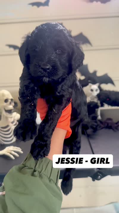 Jessie , a female Goldendoodle for sale in Peachtree City, GA – 2 of 2