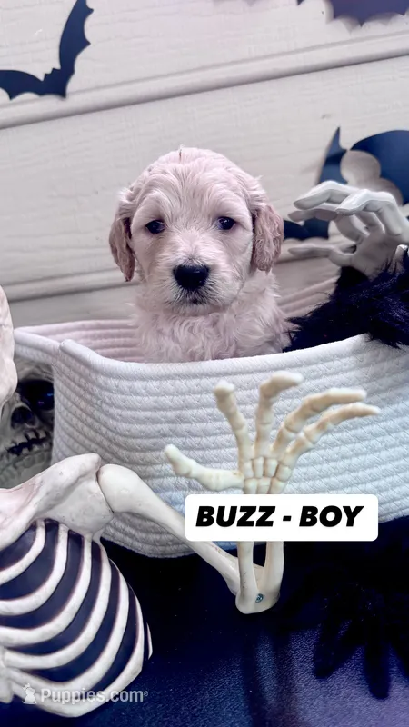 Buzz – Goldendoodle puppy for sale in Peachtree City, GA