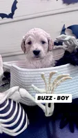 Buzz, a male Goldendoodle for sale in Peachtree City, GA – 1 of 2