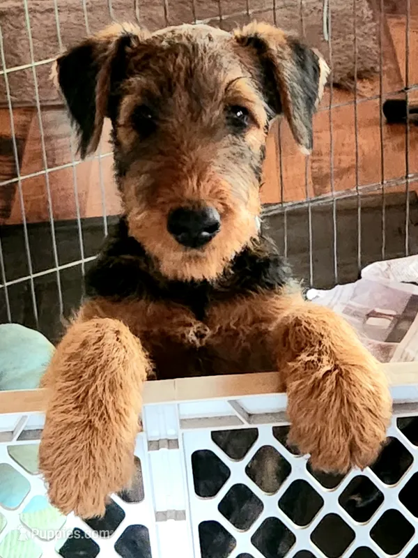 Cream/blue collar - no name yet – Airedale Terrier puppy for sale in Pulaski, WI