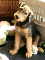 Blk collar puppy -no name as of yet, a male Airedale Terrier for sale in Pulaski, WI – 2 of 4