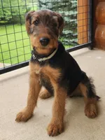 Cream/blue collar - no name yet, a male Airedale Terrier for sale in Pulaski, WI – 3 of 3