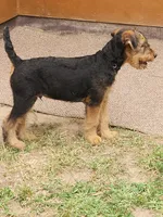 Blk collar puppy -no name as of yet, a male Airedale Terrier for sale in Pulaski, WI – 3 of 4