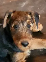 Cream/blue collar - no name yet, a male Airedale Terrier for sale in Pulaski, WI – 2 of 3