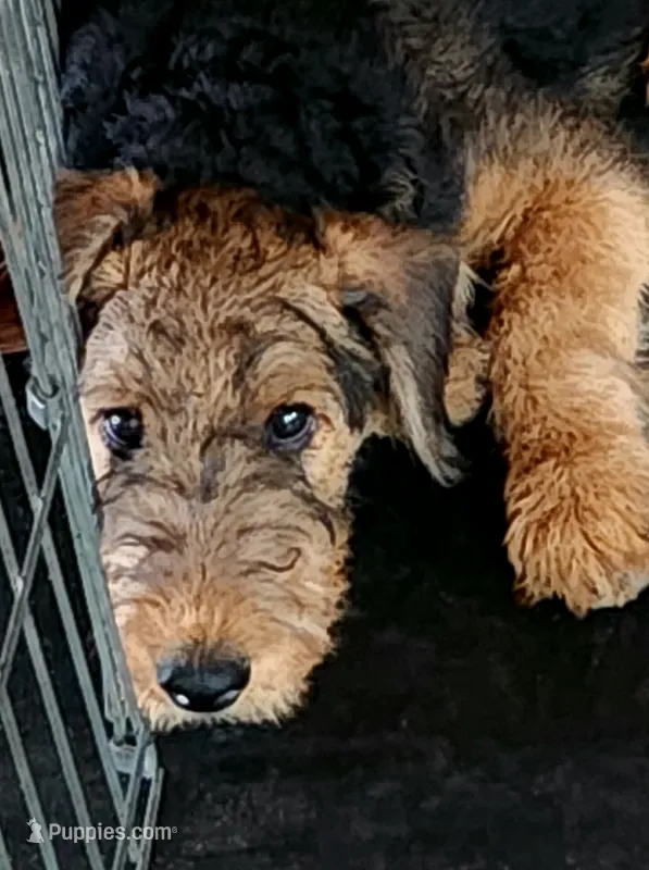 Blk collar puppy -no name as of yet – Airedale Terrier puppy for sale in Pulaski, WI