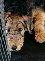 Blk collar puppy -no name as of yet, a male Airedale Terrier for sale in Pulaski, WI – 1 of 4
