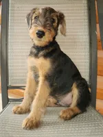 Blk collar puppy -no name as of yet, a male Airedale Terrier for sale in Pulaski, WI – 4 of 4