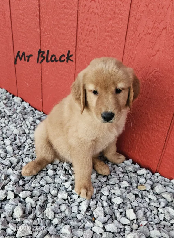 Mr. Black – Golden Retriever puppy for sale in Morrill, KS