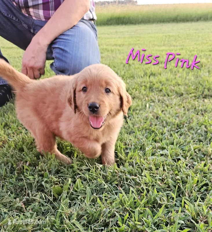 Miss Pink – Golden Retriever puppy for sale in Morrill, KS