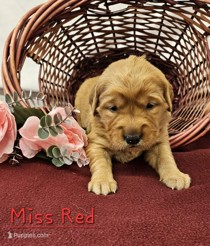 Miss Red