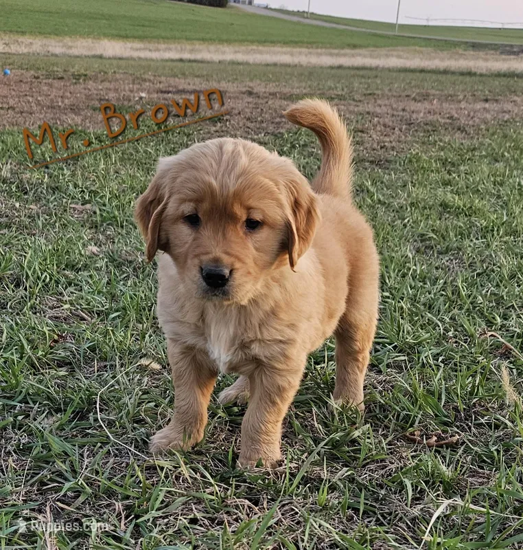 Mr. Brown – Golden Retriever puppy for sale in Morrill, KS