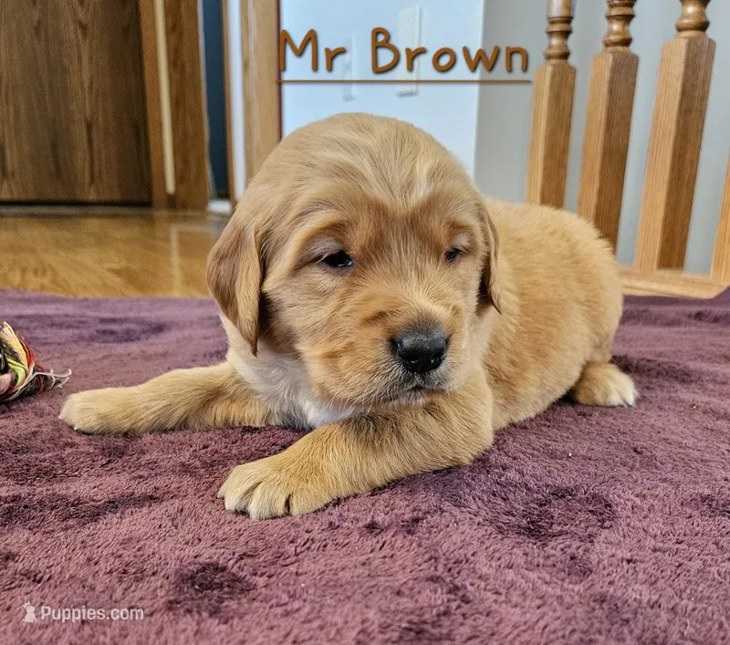 Mr. Brown – Golden Retriever puppy for sale in Morrill, KS