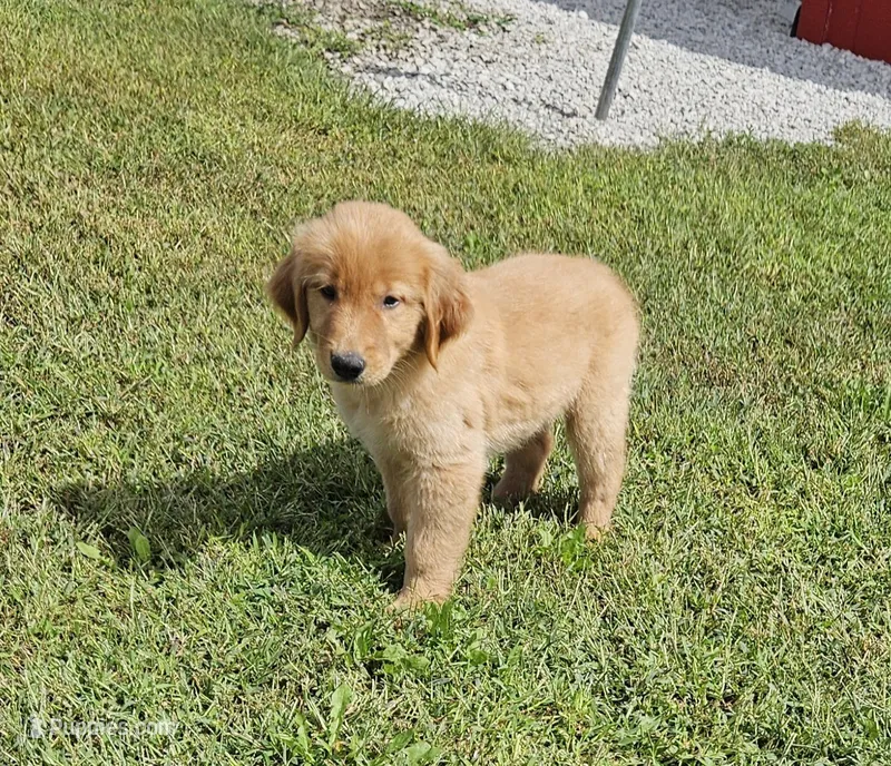 Mr. Black – Golden Retriever puppy for sale in Morrill, KS