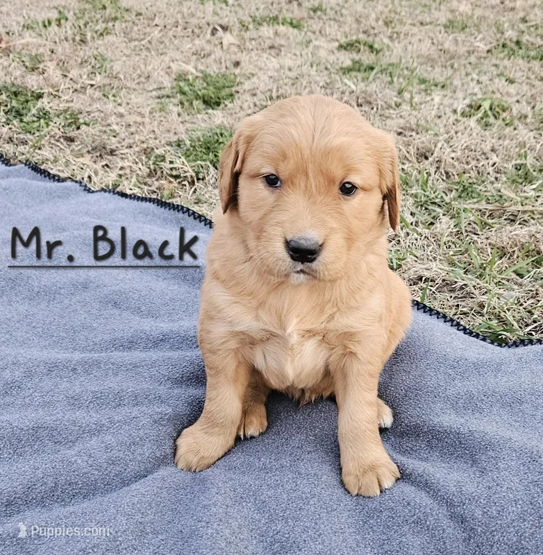 Mr. Black – Golden Retriever puppy for sale in Morrill, KS