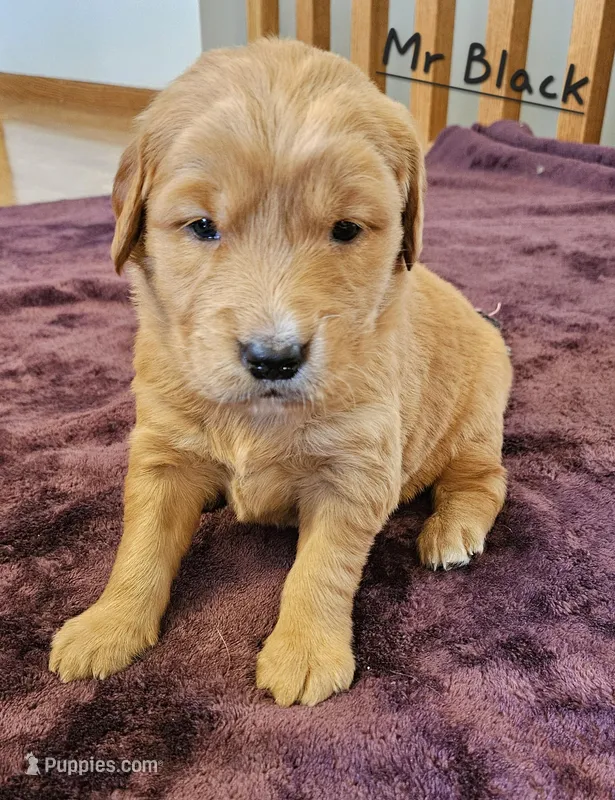Mr. Black – Golden Retriever puppy for sale in Morrill, KS