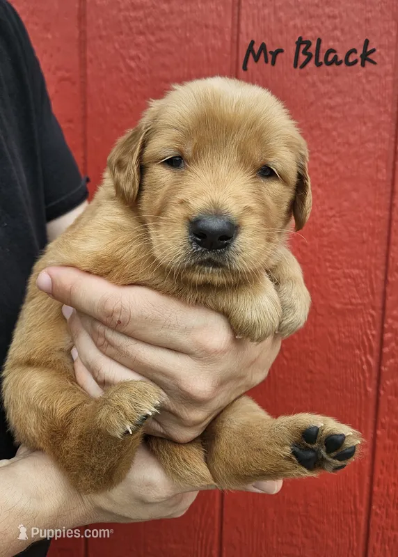 Mr. Black – Golden Retriever puppy for sale in Morrill, KS