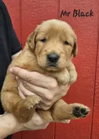 Mr. Black, a male Golden Retriever for sale in Morrill, KS – 1 of 1