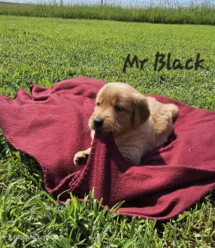 Mr. Black – Golden Retriever puppy for sale in Morrill, KS