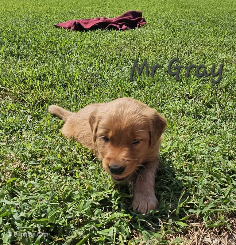 Mr. Gray – Golden Retriever puppy for sale in Morrill, KS