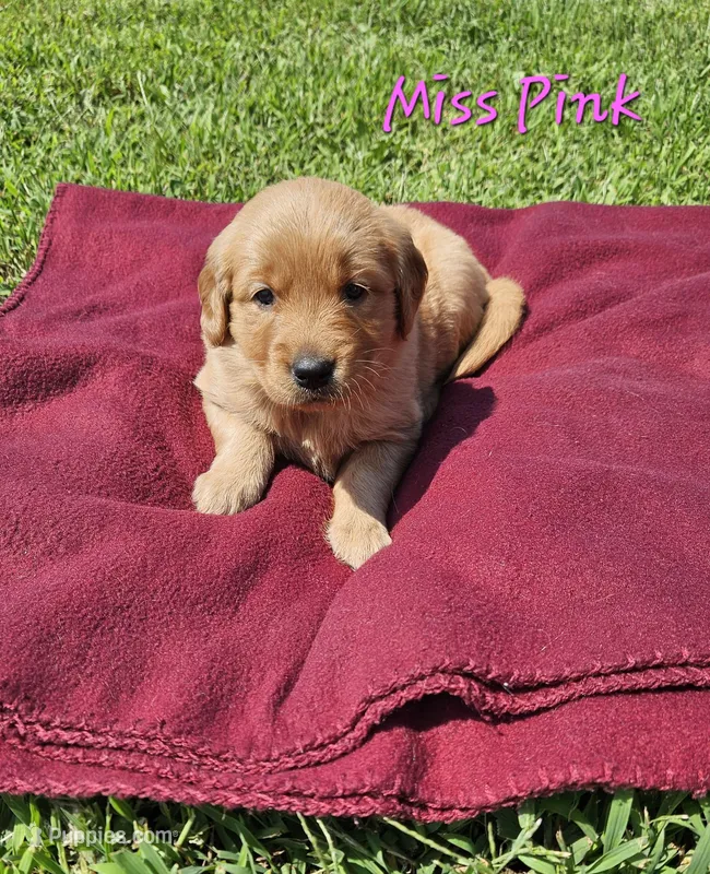 Miss Pink – Golden Retriever puppy for sale in Morrill, KS