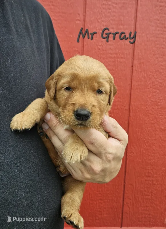 Mr. Gray – Golden Retriever puppy for sale in Morrill, KS
