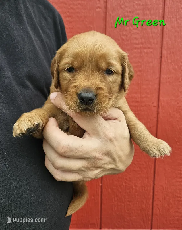 Mr. Green – Golden Retriever puppy for sale in Morrill, KS