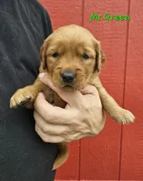 Mr. Green, a male Golden Retriever for sale in Morrill, KS – 1 of 1