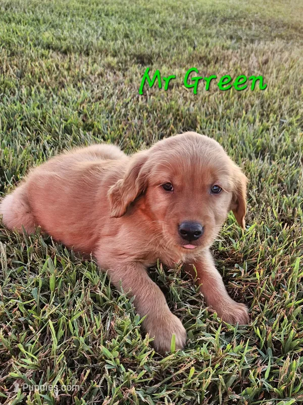 Mr. Green – Golden Retriever puppy for sale in Morrill, KS