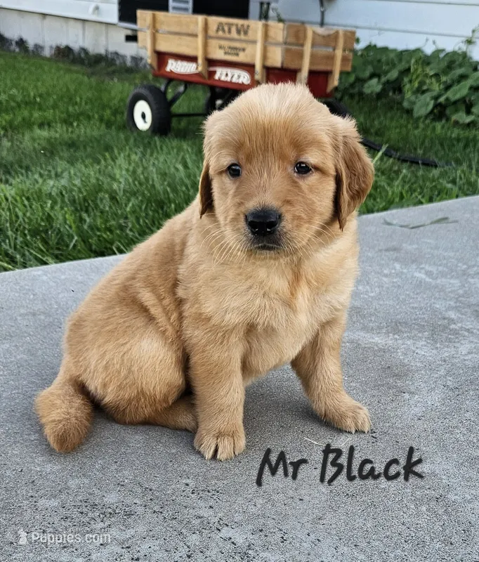 Mr. Black – Golden Retriever puppy for sale in Morrill, KS