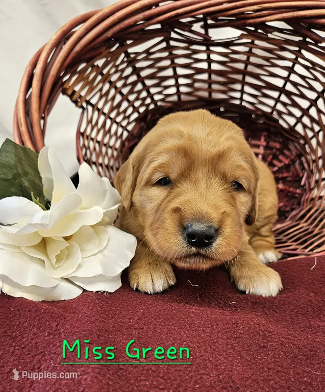 Miss Green