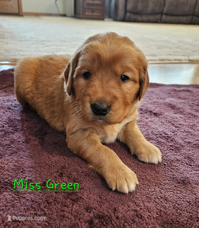 Miss Green – Golden Retriever puppy for sale in Morrill, KS