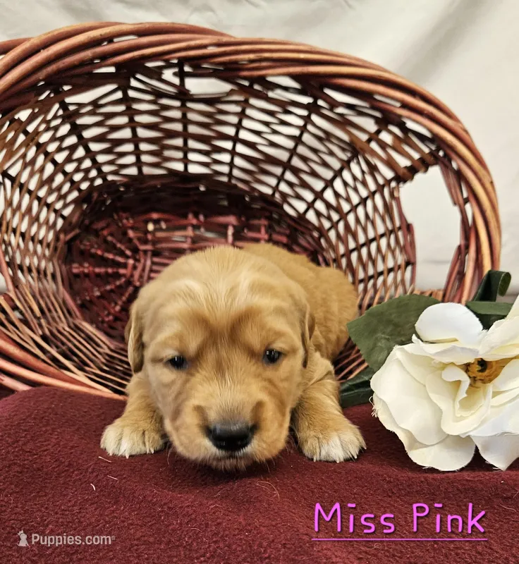 Miss Pink