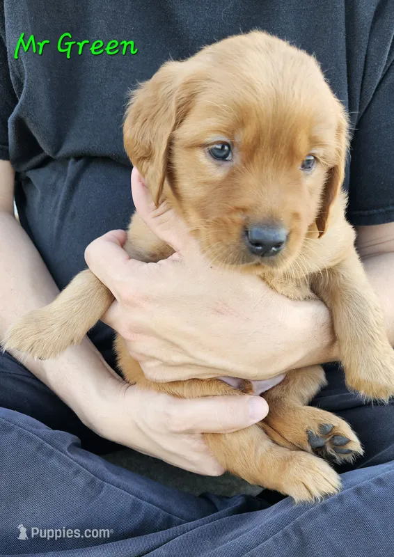 Mr. Green – Golden Retriever puppy for sale in Morrill, KS