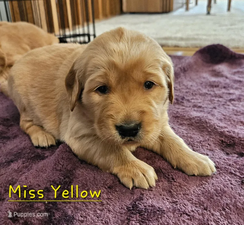 Miss Yellow – Golden Retriever puppy for sale in Morrill, KS