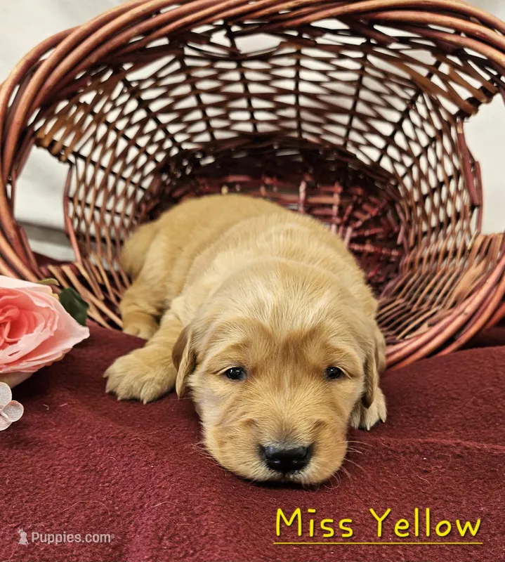 Miss Yellow
