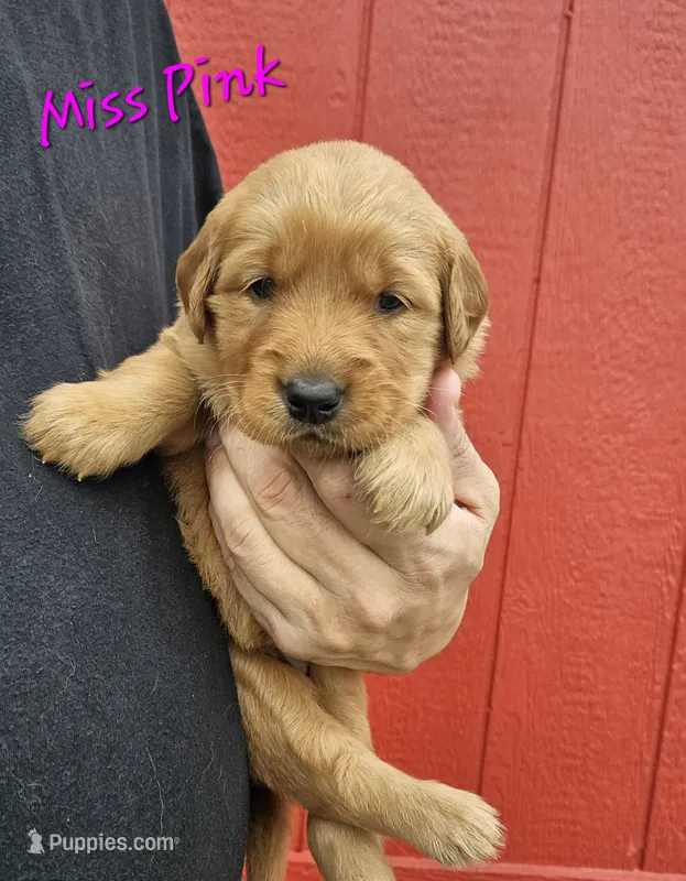 Miss Pink – Golden Retriever puppy for sale in Morrill, KS
