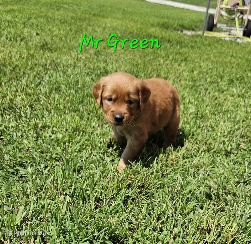 Mr. Green – Golden Retriever puppy for sale in Morrill, KS